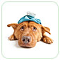 Animal Care